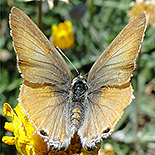 Deudorix dinochares female